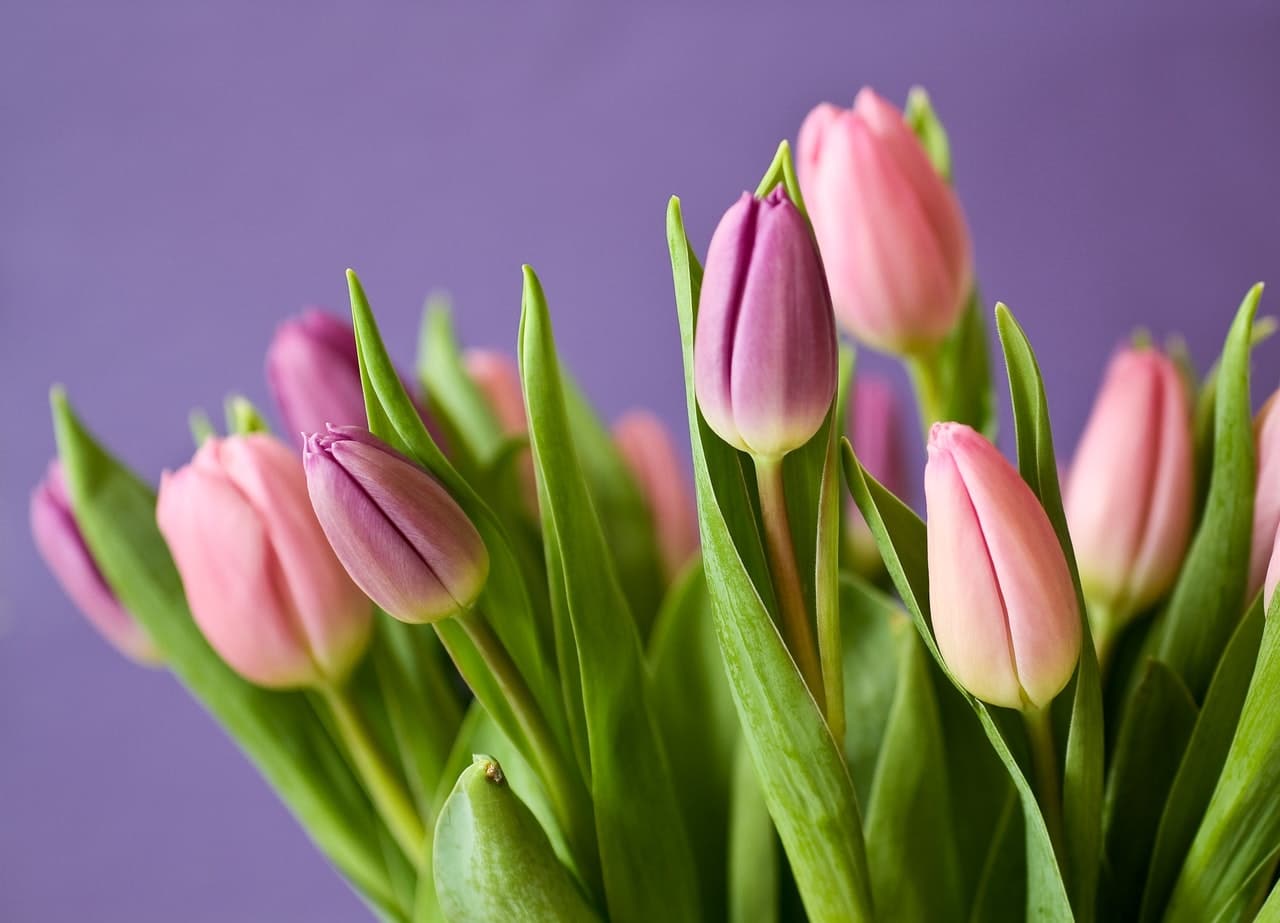 pink tulips 54186