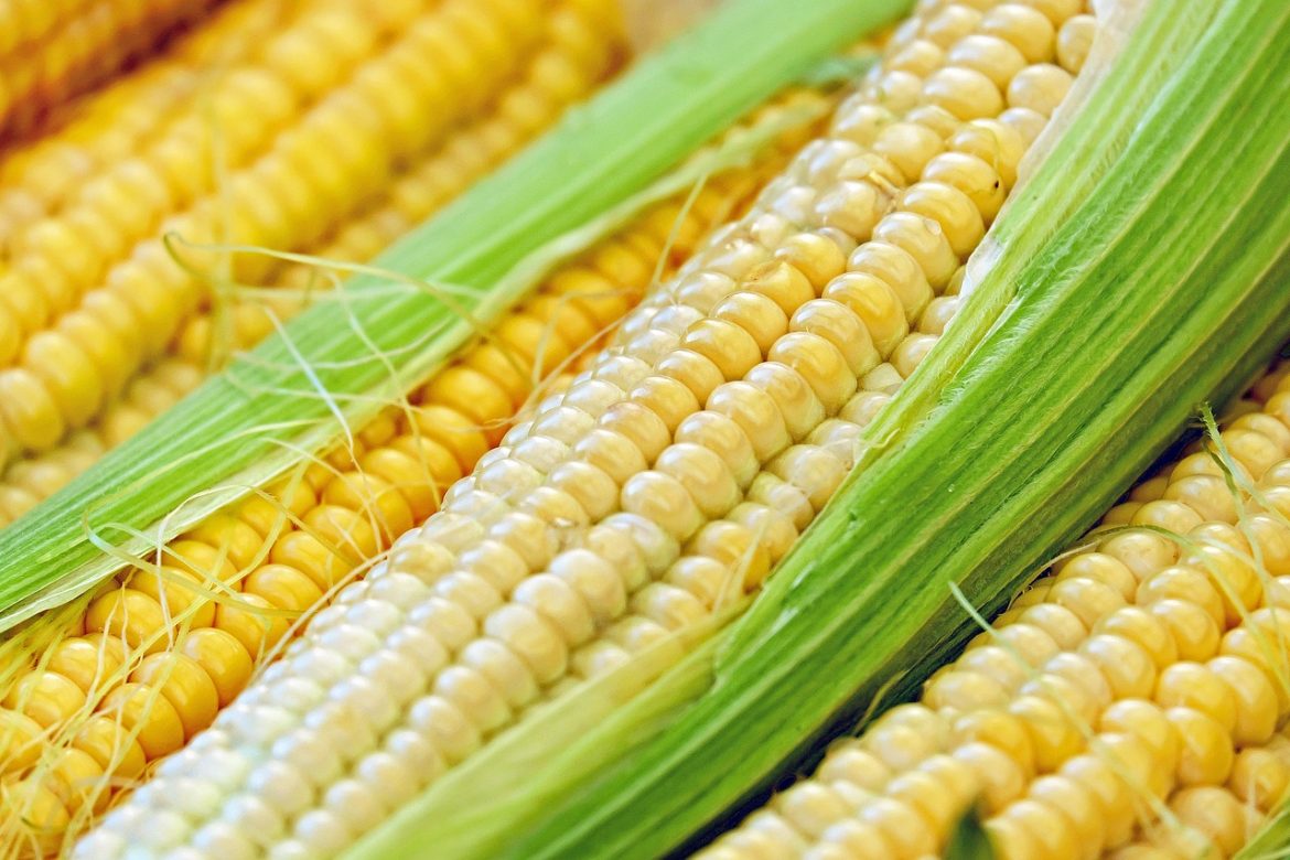 how-long-does-corn-last-the-best-way-to-store-fresh-corn-iupilon