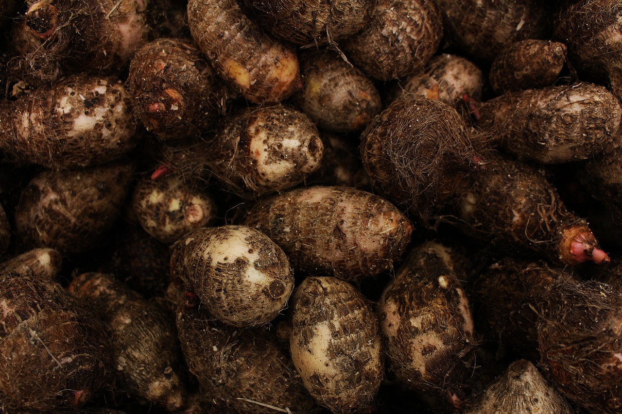 Is Yam Bad For Dogs Iupilon