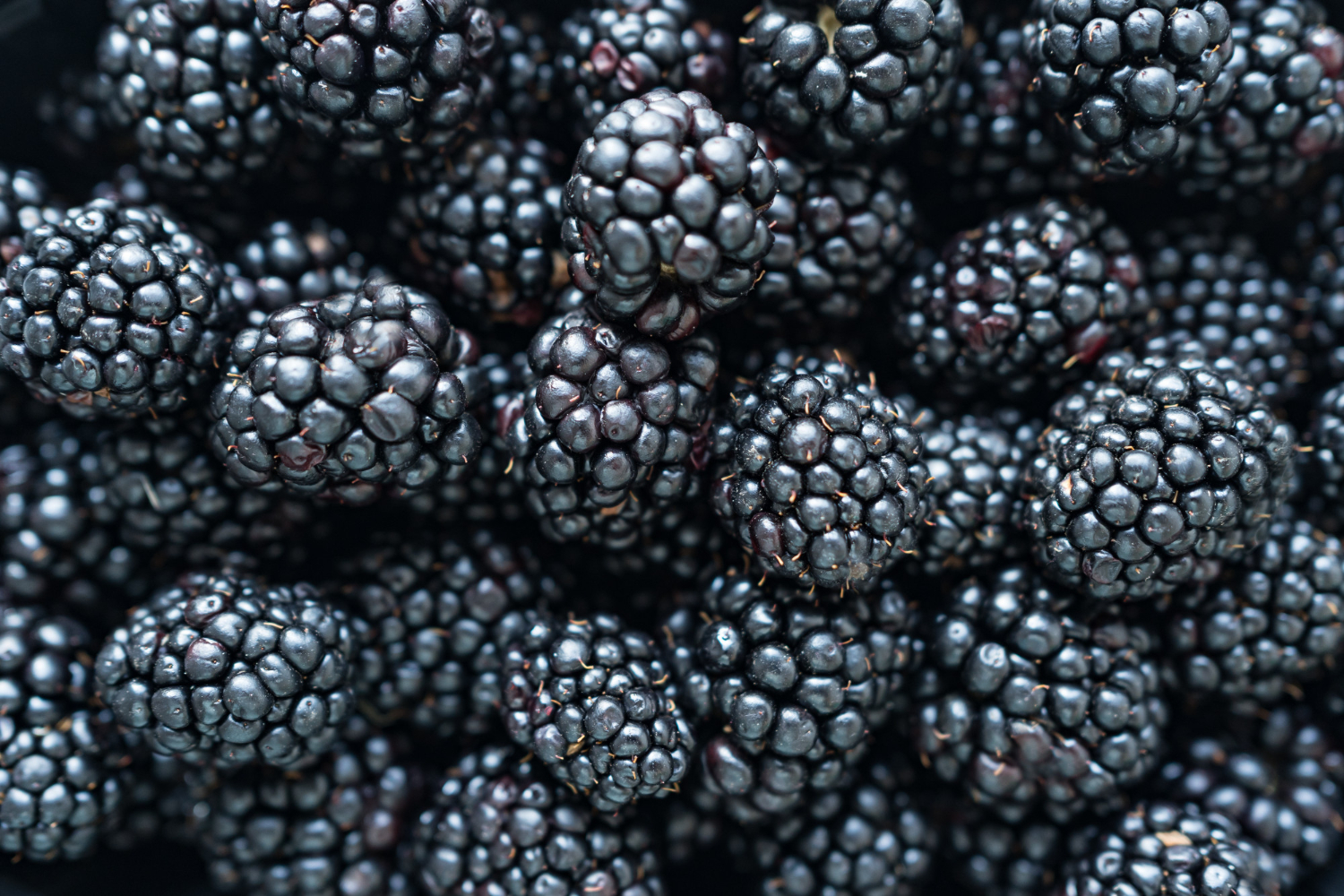 Blackberries Is Good for Hair | Iupilon