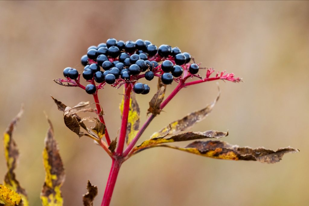 Blackcurrant Vs. Elderberry What’s the Difference Iupilon