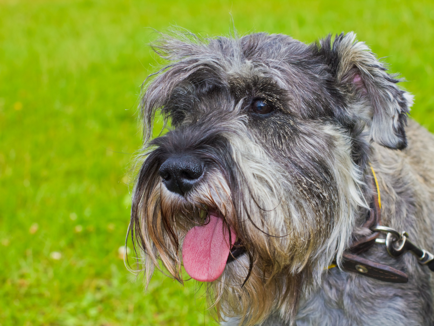 What To Do If Dog Eats Salt Dough