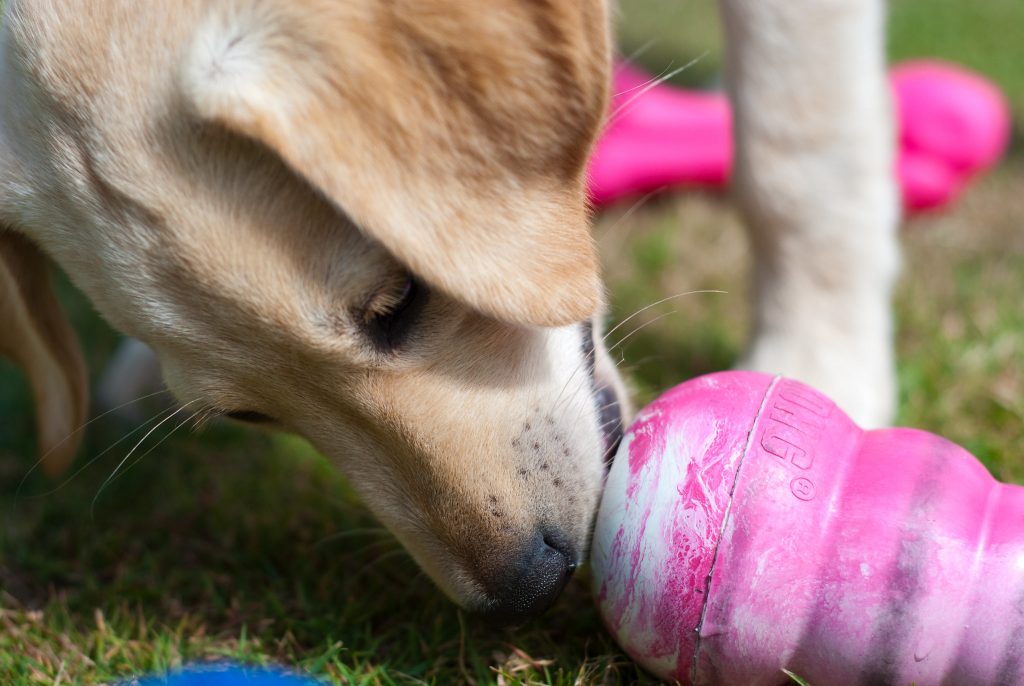 Kong Cheese Vs Easy Cheese Iupilon